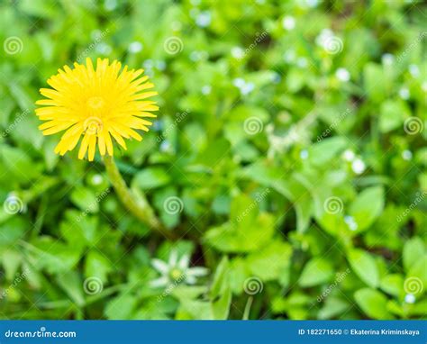 Yellow Dandelion Flower At Green Lawn Close Up Stock Photo Image Of