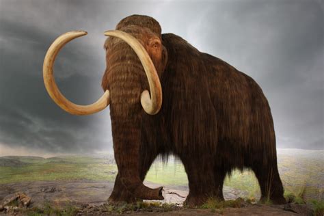 Woolly Mammoth True Wildlife Creatures