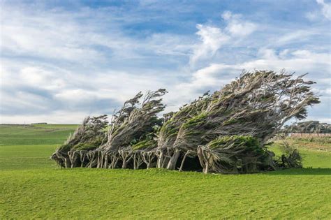 The Bending Trees Of Slope Point New Zealands South Island Explanders