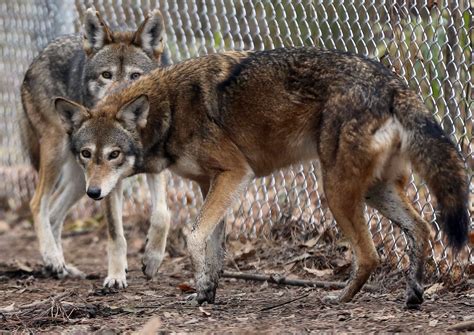 It's a Dog's Life Among Red Wolves in Eastern North Carolina - The ...