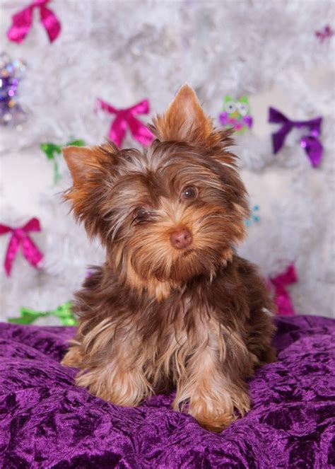 Chocolate Yorkie Poo Puppies For Sale Pets Lovers