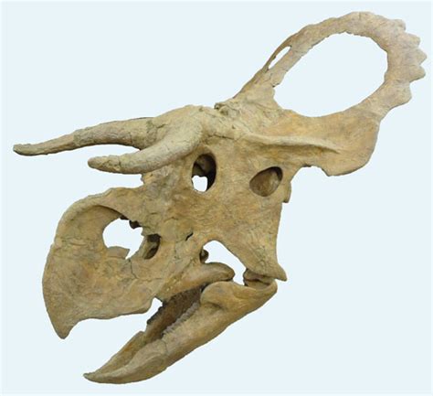New Species Of Horned Dinosaur Discovered In Utah