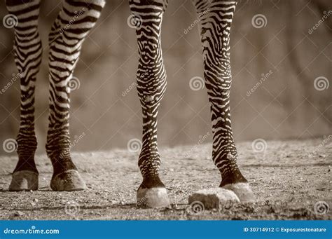 Zebra Legs Stock Photography Image 30714912