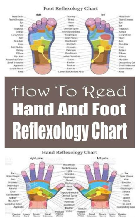 Buy How To Read Hand And Foot Reflexology Chart A Complete Guide For