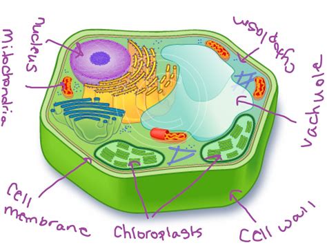 Plant Cell Science Showme
