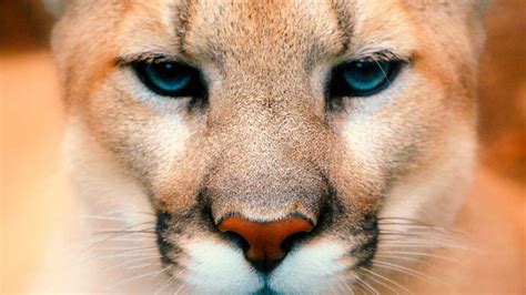 Puma Del Este Oficialmente Declarado Extinto Por El Usfws Ufo Y Misterios