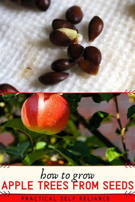 How To Grow Apple Trees From Seed Apple Tree Apple Tree From Seed