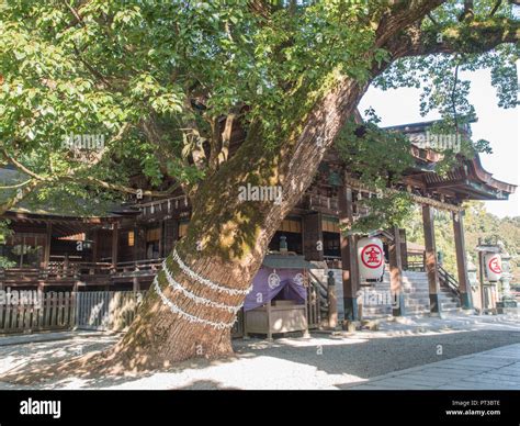 Sacred Camphor Tree Next To Haiden Offering Hall Konpira San