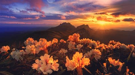 Mountain Flowers Sky Sunset Clouds Coolwallpapersme