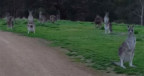 These Creepy Kangaroos Look Like They Want To Eat Your Soul