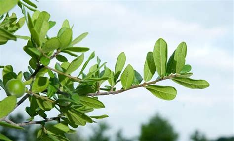 Reduce the amount of water, fertilizer and pesticides that you use in your landscape. Mexican Persimmon tree native to Texas and can produce ...