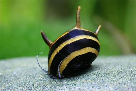 Horned Nerite Snail Detailed Guide Care Diet And Breeding Shrimp