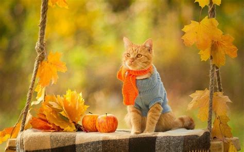Pin By Christina Georgala On I Love Autumn Fall Cats Cute Cats And