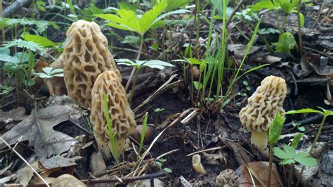 Mid Missouri Morels And Mushrooms Still Looking For Morels Search