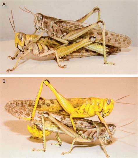 Grasshopper Testis Dissection