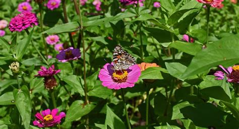 Great Spangled Fritillary Butterfly Zinnia Butterfly Insect