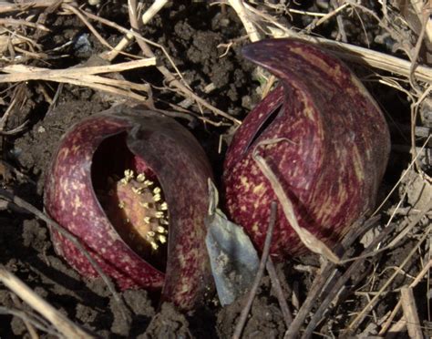 Skunk Cabbage First Flowers Of Spring