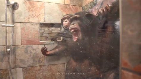 Chimpanzees Taking A Shower Myrtle Beach Safari Youtube