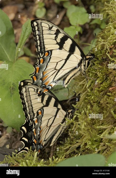 Two Tiger Swallowtails Pterourus Glaucus On Moss Covered Tree Stock