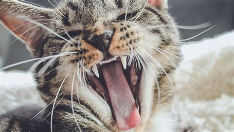 Dental disease in cats can also be an indicator of immune system disorders. Dental Disease in Cats - Crown Vets