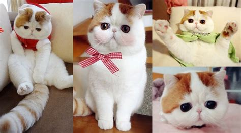 Tips menghilangkan komedo di hidung dan pipi memang. Imutnya Kucing Hidung Pesek Ini Jadi Selebriti Internet ...