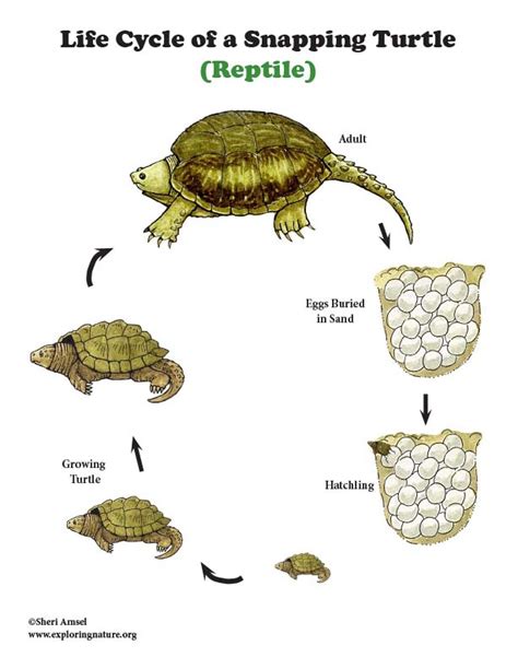 Turtle Snapping Life Cycle Mini Poster