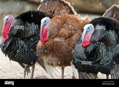 Domestic Turkeys Stock Photo Royalty Free Image 111584156 Alamy