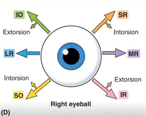 Eye Movement Flashcards Quizlet