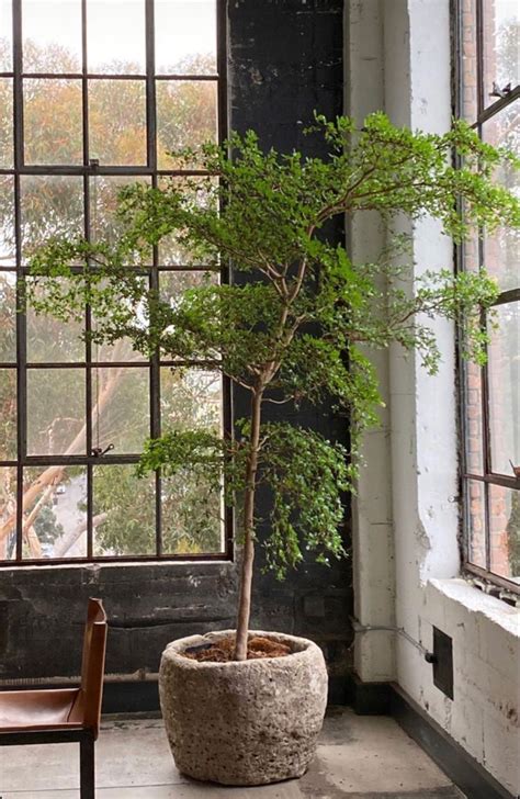 15 Of The Best Indoor Trees To Add Leafy Accents To Your Home Artofit