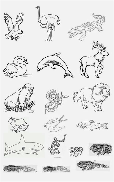 maestraescuela: Conocimiento del medio: los animales vertebrados
