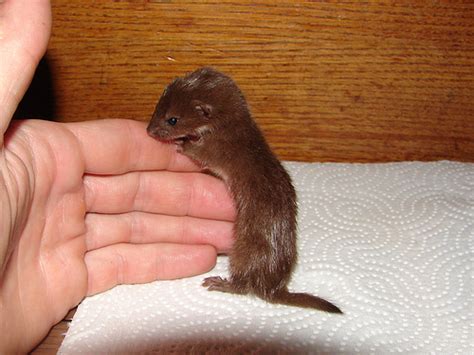 Baby Weasels Will Weasel Their Way Into Your Heart Baby