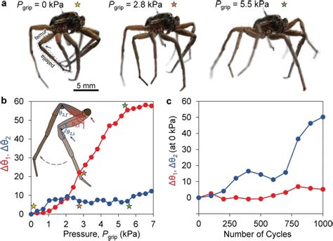 scientists reanimate dead spiders as robot grippers realclearscience