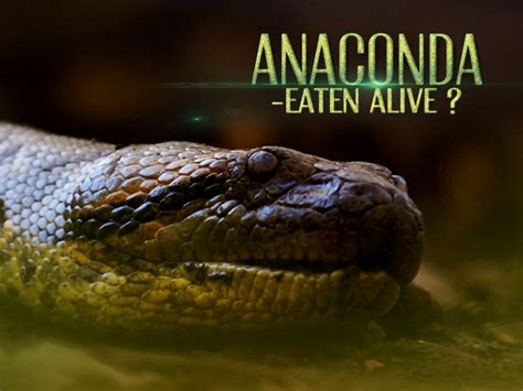 Prime Video Anaconda Eaten Alive Season 1