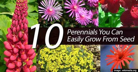 10 Plantas Perennes Que Puedes Cultivar Fácilmente A Partir De Semillas