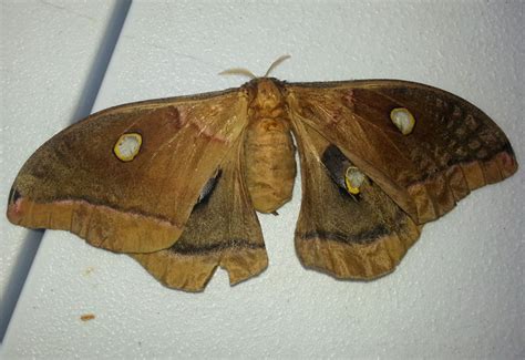 Female Polyphemus Moth Whats That Bug