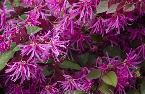 Best Choices For Those Hard To Plant Areas In 2020 Shade Shrubs