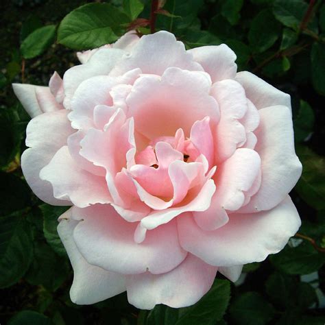 Pearl 30th Anniversary T Rose Pearl By Taplant