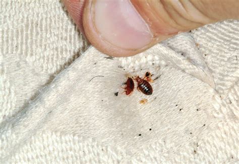 Bed Bug Signs Check For Common Symptoms Integrum
