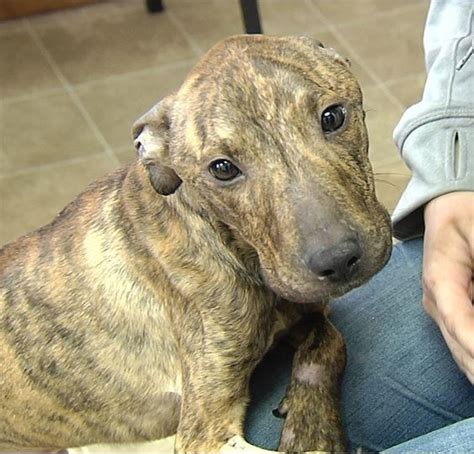 Woman Charged With Animal Cruelty After Dog Found Severely Emaciated 