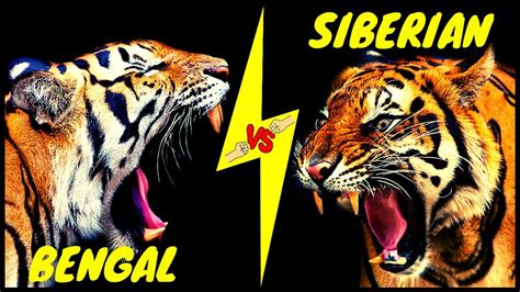 Bengal Tiger Vs Siberian Tiger Who Would Win A Fight Youtube
