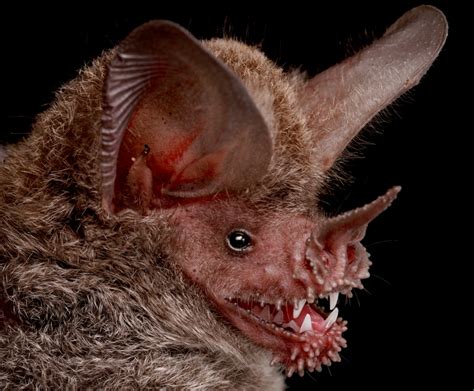 New Bird Bat Species Revealed By Extensive Dna Barcode Studies