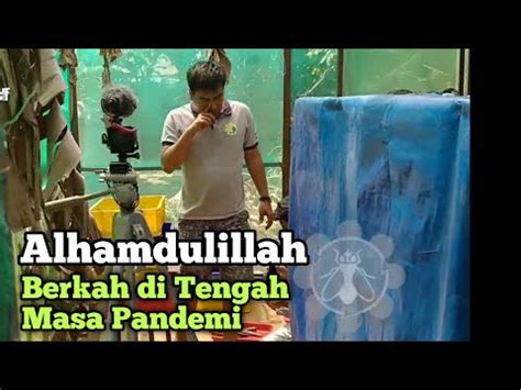 !ujuan dari praktikum budidaya maggot adalah  1. Perawatan tahunan farm BSF & Pembuatan Update... - YouTube