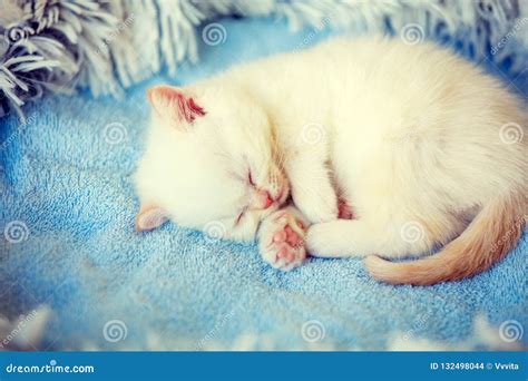Sleeping Cute Little White Kitten Stock Photo Image Of Lovable