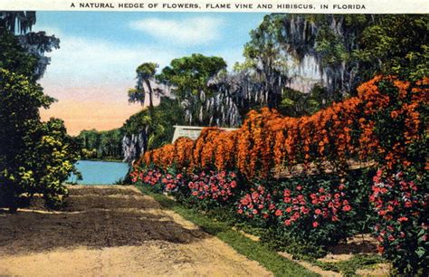 Good hedge, screen or specimen for coastal sites and barrier islands. Florida Memory - A natural hedge of flowers, flame vine ...