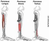 Peroneal Muscle Strengthening Exercises Images