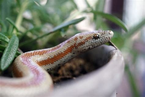10 Rosy Boa Morphs And Colors With Pictures Pet Keen