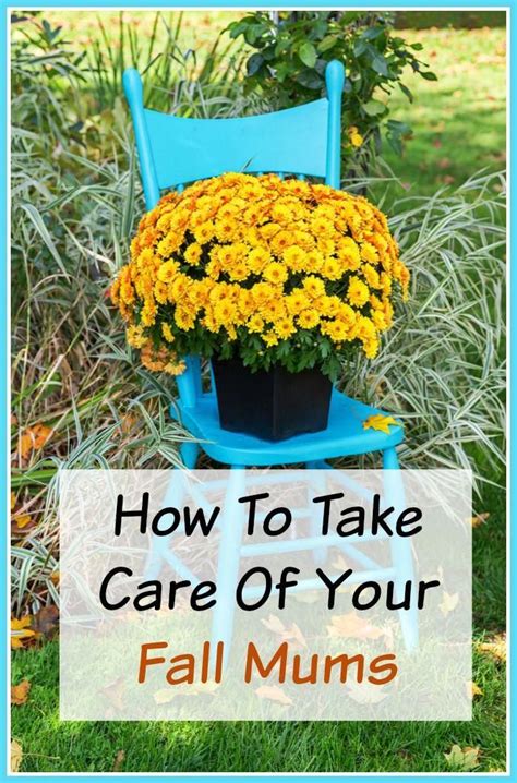 Did You Pick Up Some Mums For Your Fall Decor To Make Sure That They