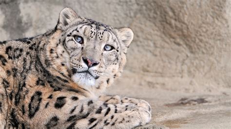 1920x1080 1920x1080 Snow Leopard Snow Leopard Big Cat