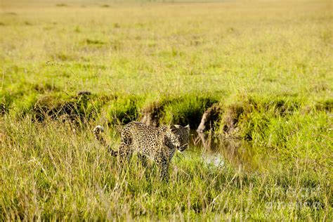 Prowling Leopard Photograph By Monika Böhm