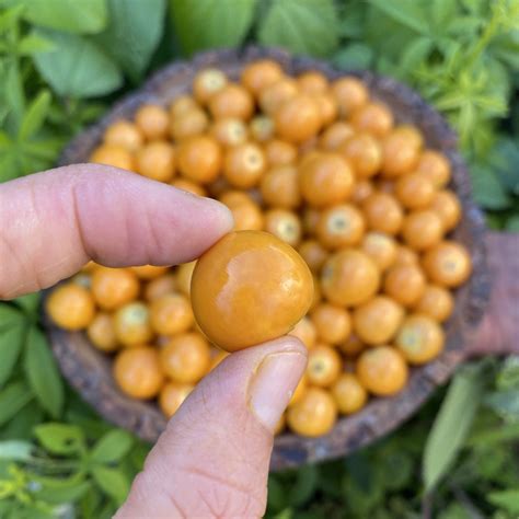 Goldenberry Buy Fresh Peruvian Ground Cherries Online From Miami Fruit